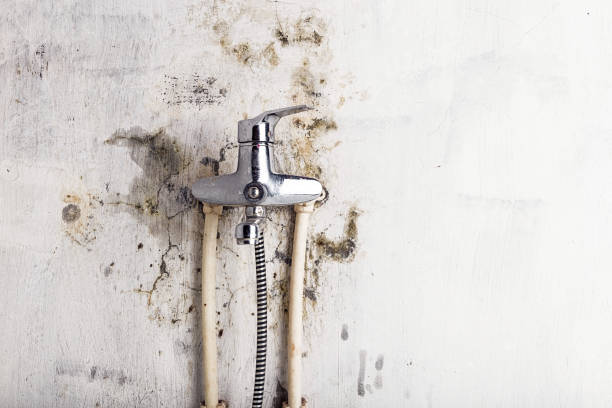 Best Mold Cleaning Services  in Rockfish, NC