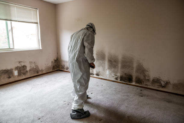 Best Mold Remediation  in Rockfish, NC