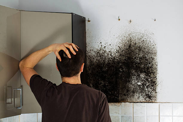 Best Mold Damage Repair  in Rockfish, NC