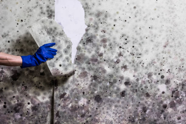 Best Fast Mold Removal  in Rockfish, NC