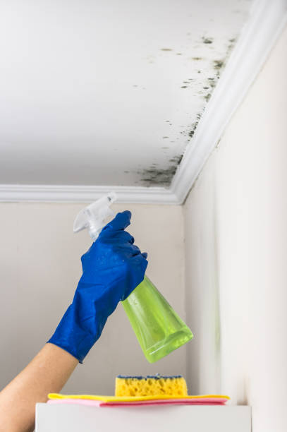 Best Toxic Mold Removal  in Rockfish, NC